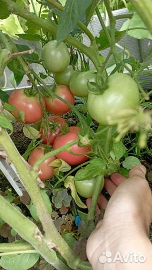 Рассада помидоров томатов, огурцы, перцы