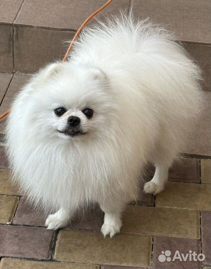 Белый померанский шпиц.Вязка