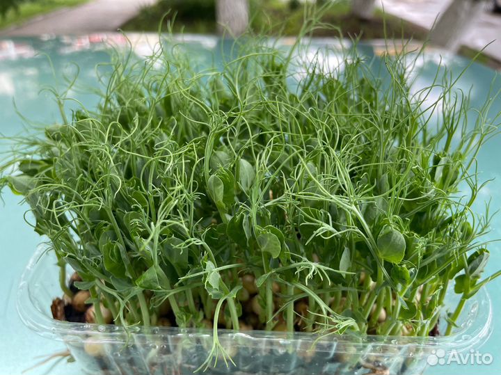 Микрозелень