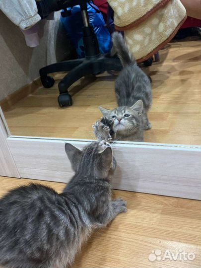 В добрые руки бесплатно