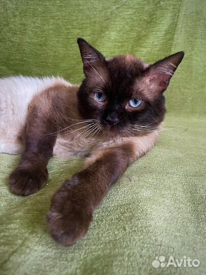 Огромный парень ищет семью