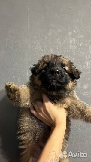 Маленькие щенки в добрые руки