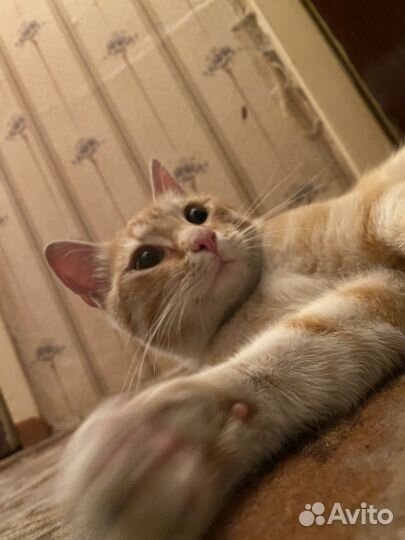 Отдам кота в добрые руки