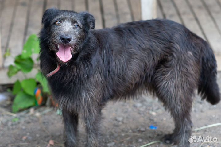 Отдаю собаку Ульяну в добрые руки