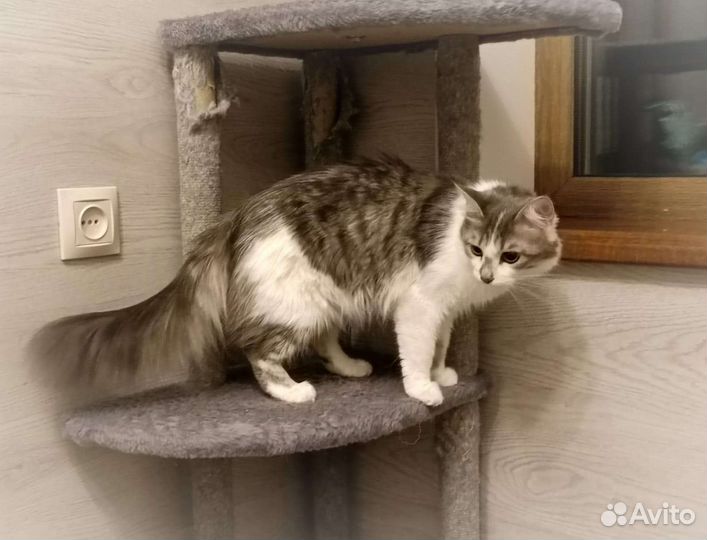 Юкка в самые добрые руки