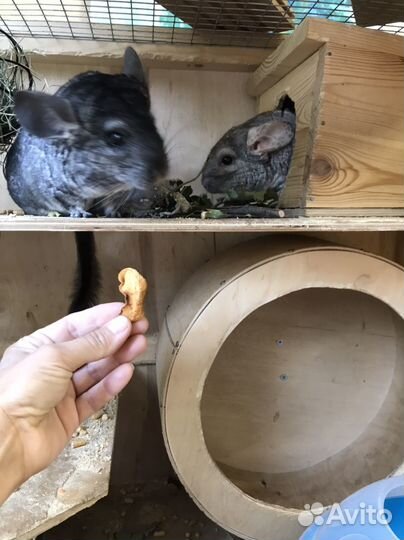 Шиншиллы