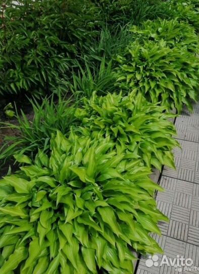 Хосты в ассортименте