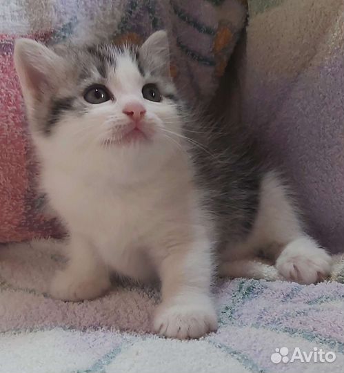 Шотландские котята