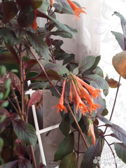 Цветок Фуксия сортовая