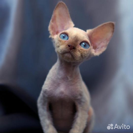 Котята редкого окраса