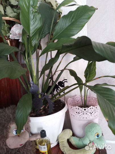 Комнатные цветы