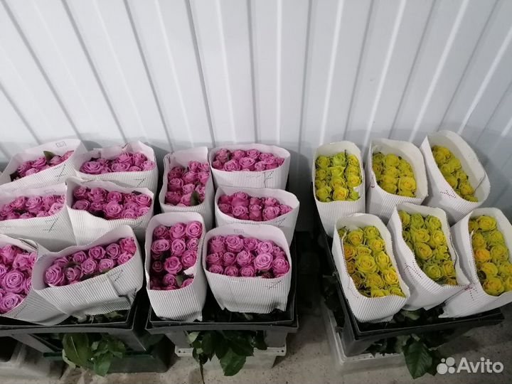 Роза опт любой сорт