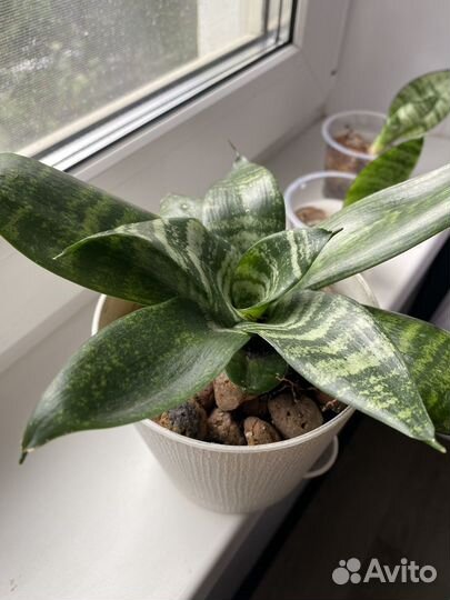 Сансевиерия ханни