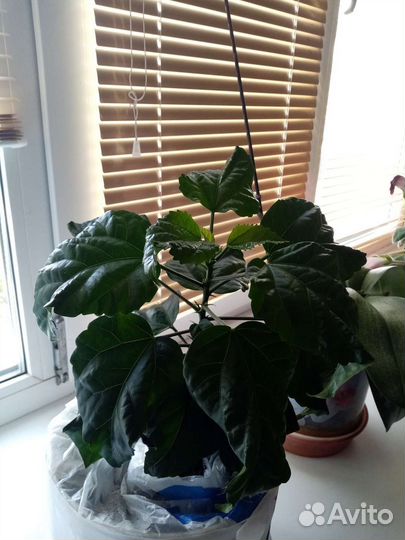 Китайская роза