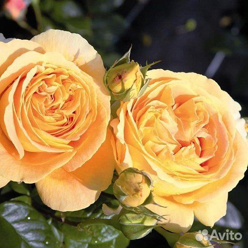 Саженцы роз двухлетние