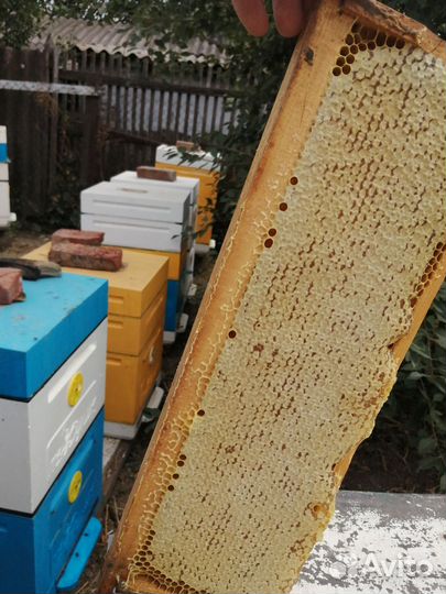 Мёд со своей пасеки