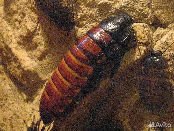 Кормовые насекомые для самостоятельного разведения