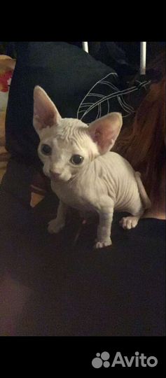 Канадский сфинкс котенок девочка