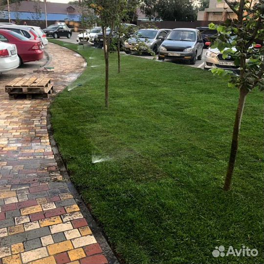 Рулонный газон, посевной газон