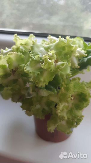 Фиалки и хавортия