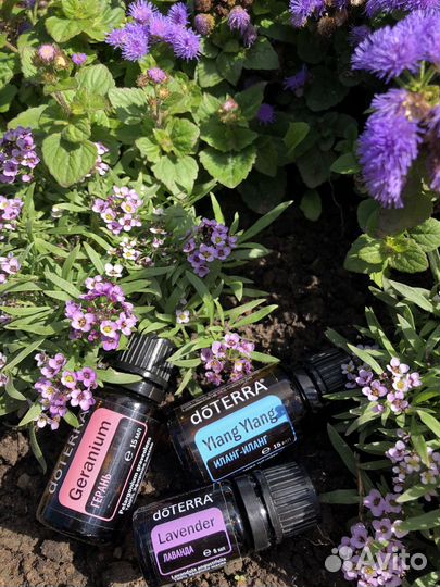Эфирные масла doterra