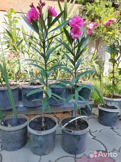 Олеандр махровый розовый