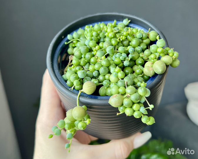 Крестовник Роули