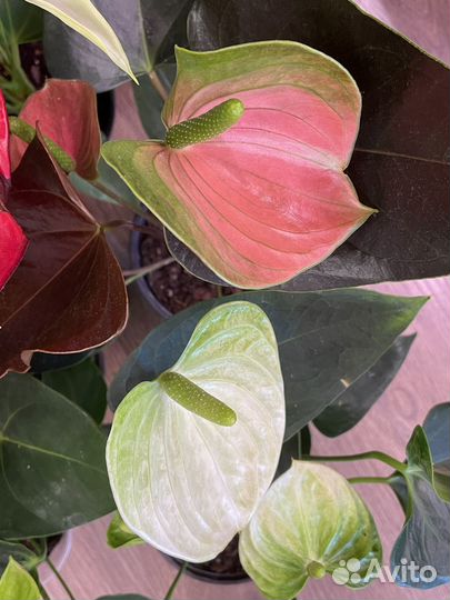 Антуриумы разных сортов