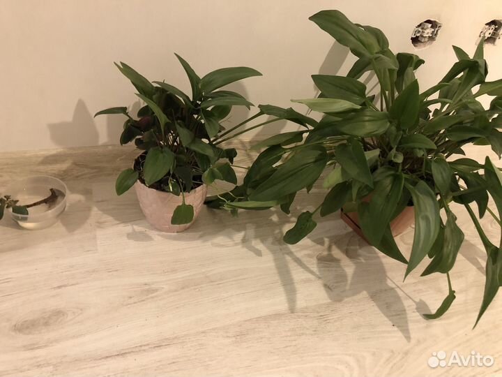 Комнатные цветы