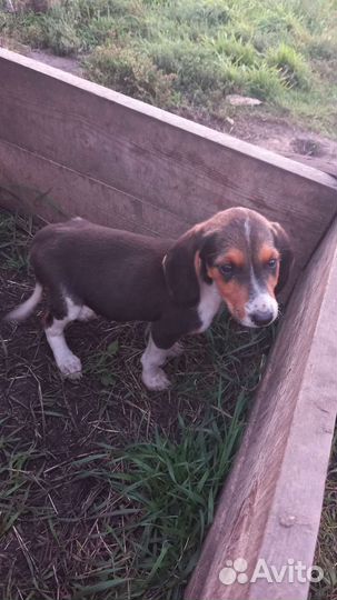 Щенки и собаки