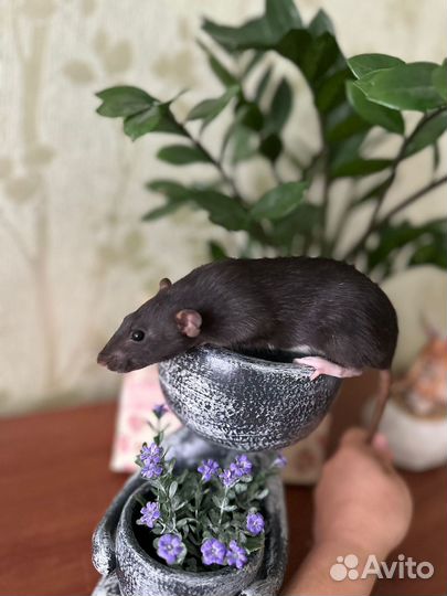 Крыска Дамбоо