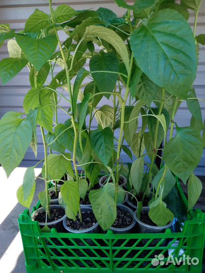 Рассада перца