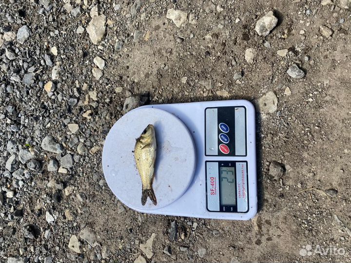 Малек карпа