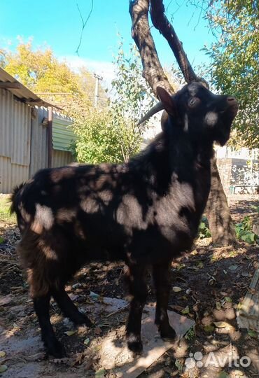 Овцы бараны ягнята