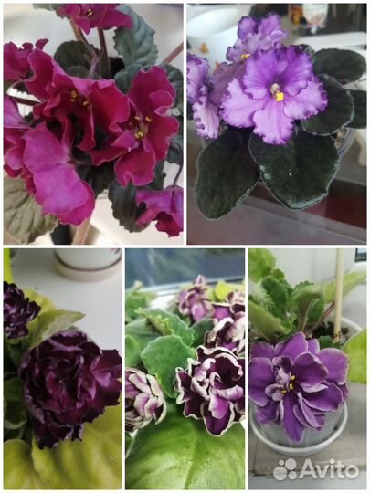 Цветущие фиалки