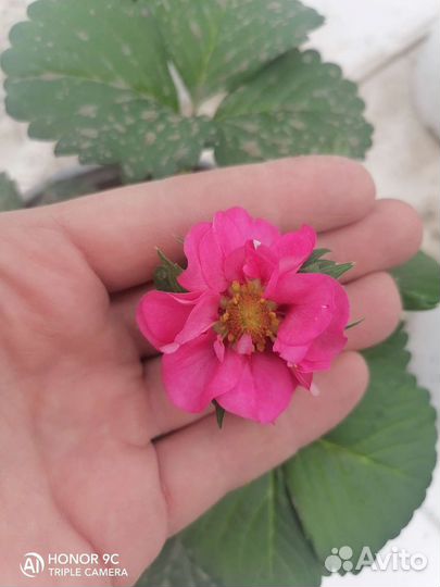 Ампельная клубника
