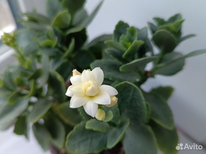 Цветущий каланхоэ