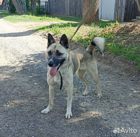 Айна тяжело переносит приютскую жизнь