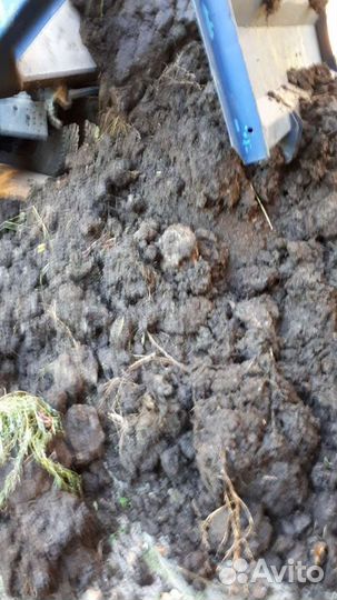 Навоз коровий как удобрение