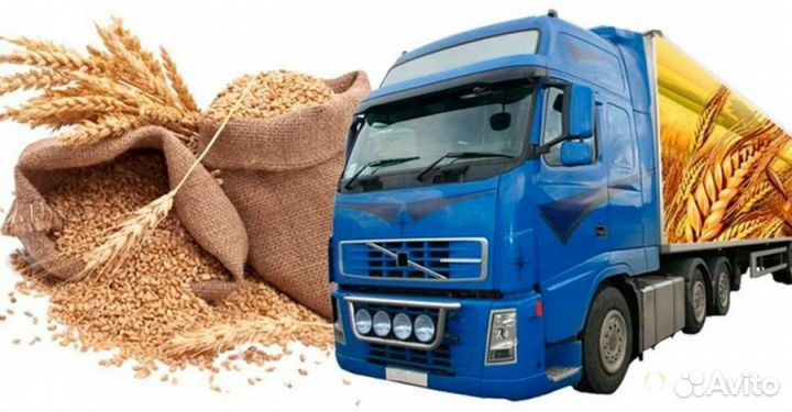 Зерно культуры пшеница ячмень горох овёс кукуруза