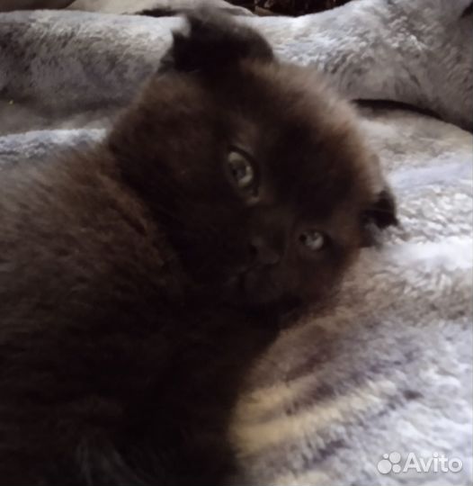 Британские котята