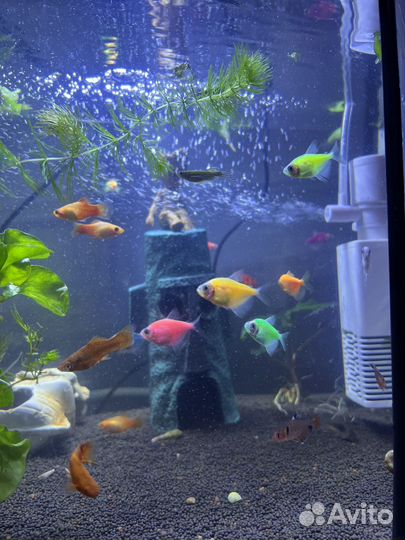 Тернеции, меченосцы