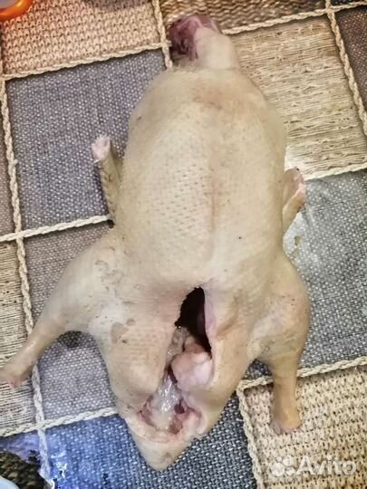 Домашняя утка, гуси, индюки