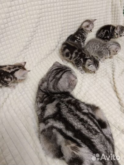 Шотландская