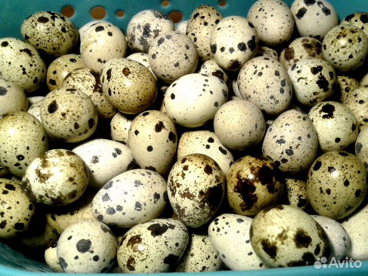 Перепелиное яйцо