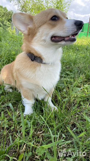 Вельш-корги пемброк