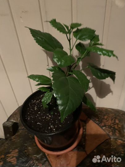 Гибискус (Китайская роза) красный махровый