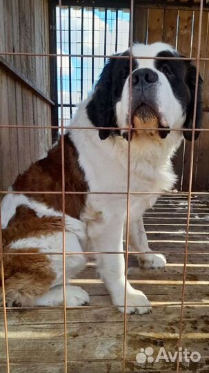 Сенбернар вязка