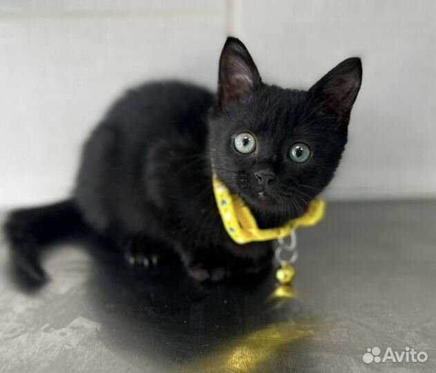 Котенок девочка в добрые руки