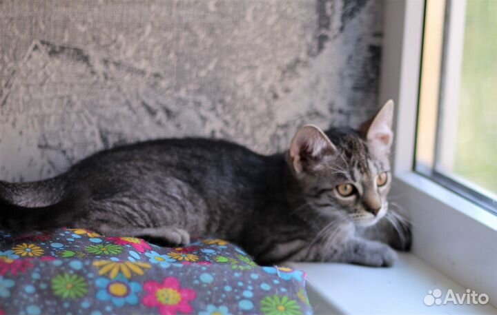 Котенок в добрые руки